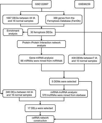 Bioinformatics analysis constructs potential ferroptosis-related ceRNA network involved in the formation of intracranial aneurysm